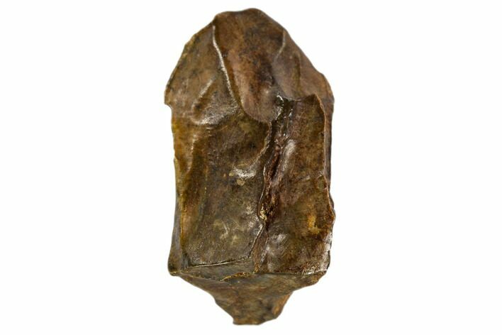Triceratops Shed Tooth - Montana #109079